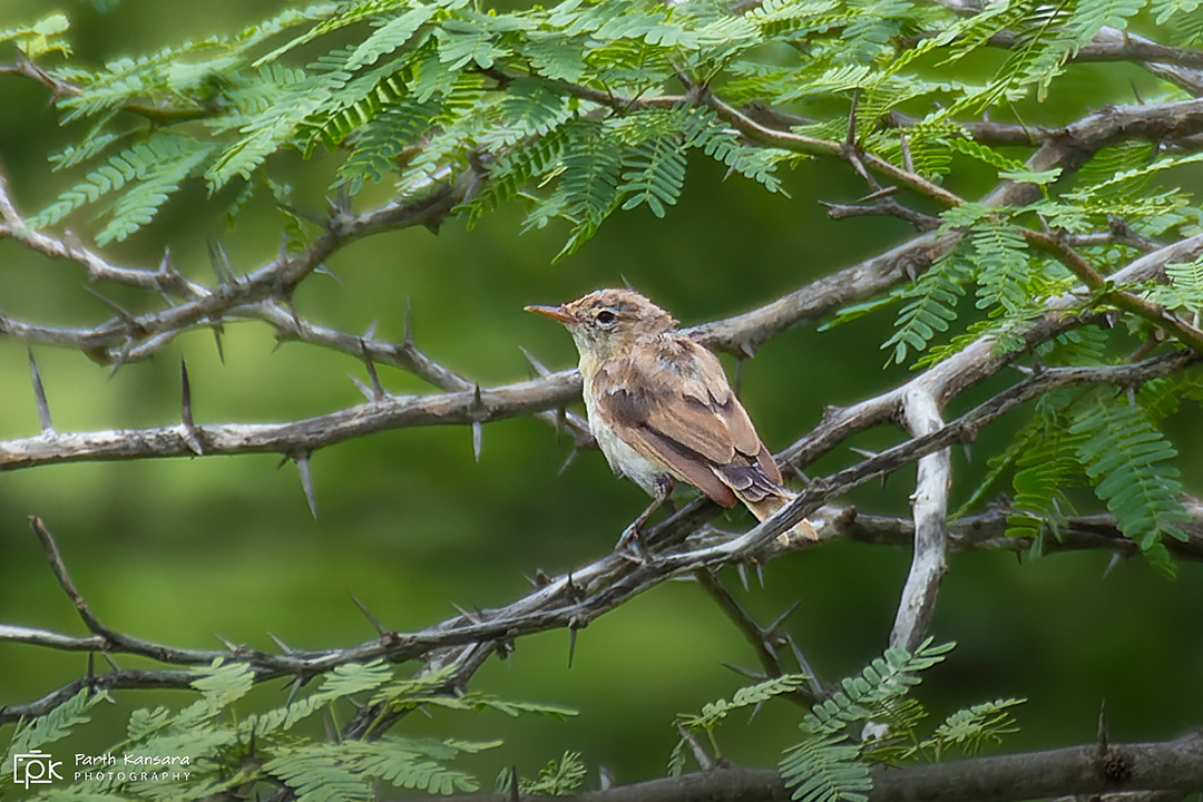 Sykes's Warbler